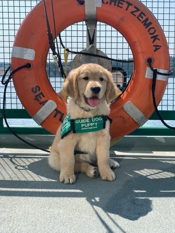 VHS guide dog program begins the year with new puppies – The Riptide